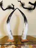 Ankole Cow Horn Kabaka Horns - Set of 2