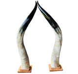Ankole Cow Horn Kabaka Horns - Set of 2