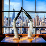 Ankole Cow Horn Kabaka Horns - Set of 2