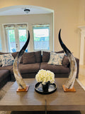 Ankole Cow Horn Mugabe Horns - Set of 2