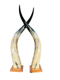 Ankole Cow Horn Mugabe Horns - Set of 2