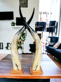 Ankole Cow Horn Mugabe Horns - Set of 2